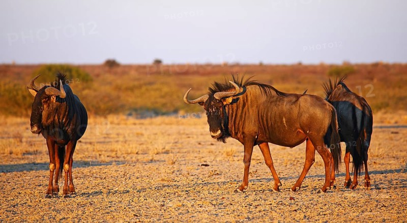 Blue wildebeests (Connochaetes taurinus) in morning light, Central Kalahari, Botswana, Botswana, Africa