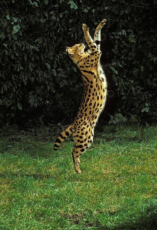 Serval (leptailurus serval), adult HUNTING ON hind legs