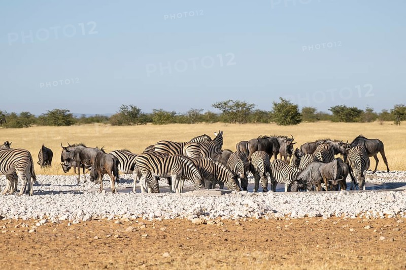 Zebras (Equus quagga) and blue wildebeests (Connochaetes taurinus) at the waterhole, Etosha National Park, Kunene Region, Namibia, Africa
