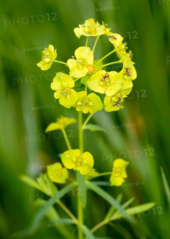 A yellow (Euphorbia) in the meadow under the warm spring sun