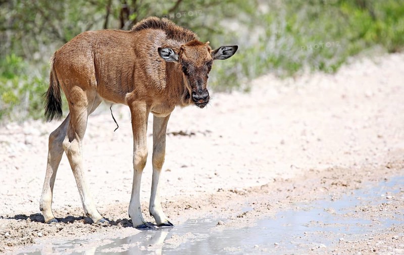 Very young wildebeest, Etosha, Namibia, very young wildebeest, Etosha, Namibia, Africa