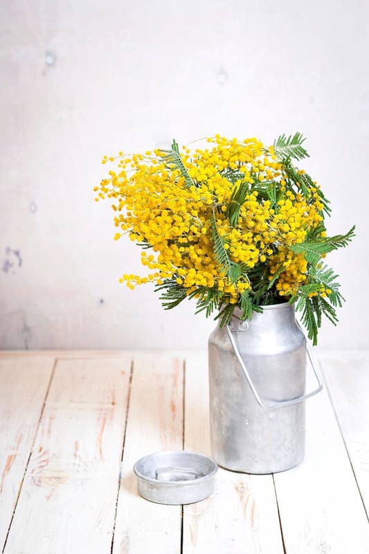 Mimosa flowers in a vintage metal milk can on the rustic white wooden background. Shabby chic style decoration with flowers. Selective focus