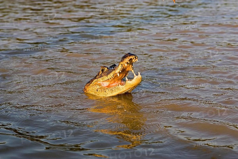 Spectacled Caiman (caiman crocodilus), Adult with Open Mouth, Los Lianos in Venezuela