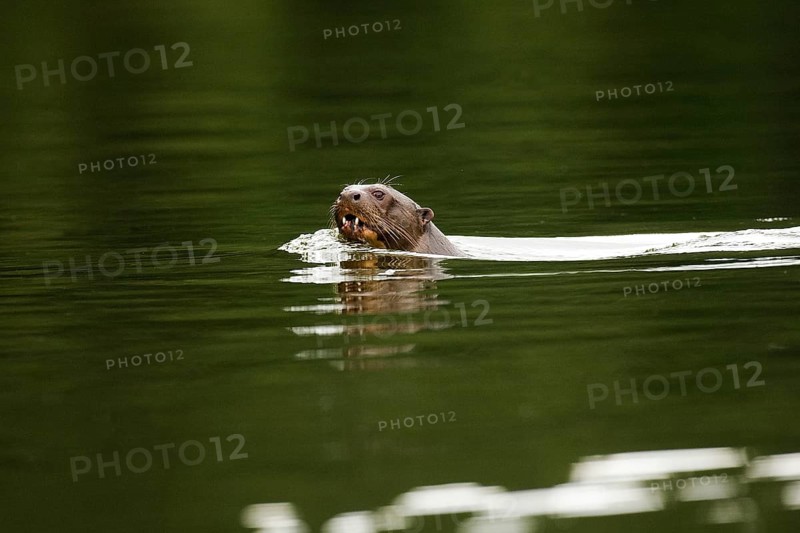 Giant otter (pteronura brasiliensis), adult in the Madre de Dios River, Manu Parc in Peru