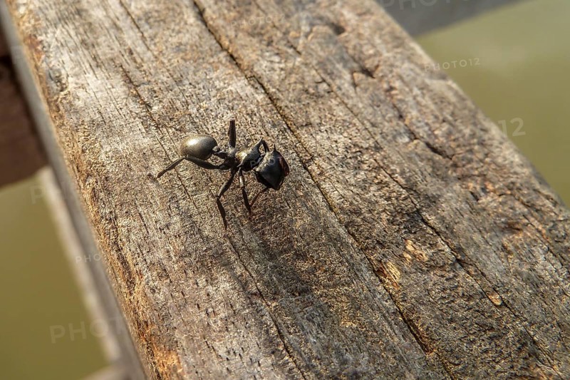 Small Black ant sitting on a wodden handrail, Pantanal, Brazil, South America