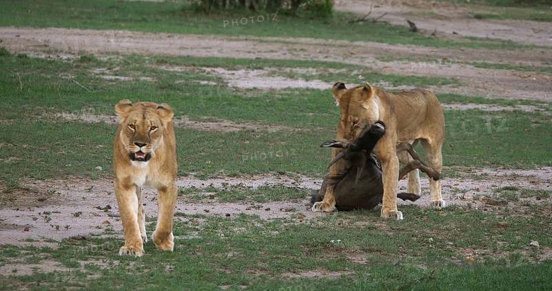 African Lion (panthera leo), Females with a Kill, a Wildebest, Masai Mara Park in Kenya