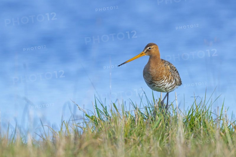 Black-tailed Godwit (Limosa limosa) in breeding plumage, Black-tailed Godwit in breeding plumage
