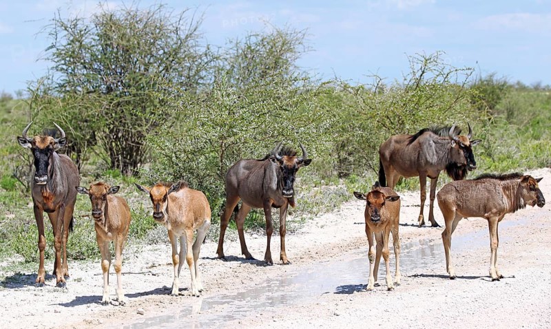 Gnu-Familie, Etosha, Namibia, family of wildebeests, Etosha, Namibia, Africa
