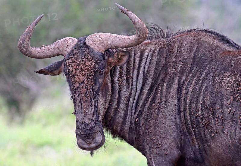 Blue wildebeest (Connochaetes taurinus), S