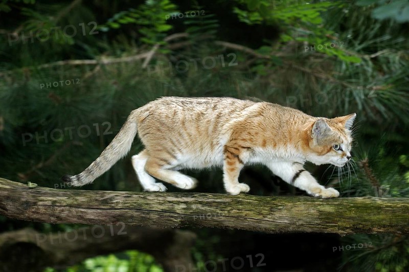 Sand cat (felis margarita), female walking on branch