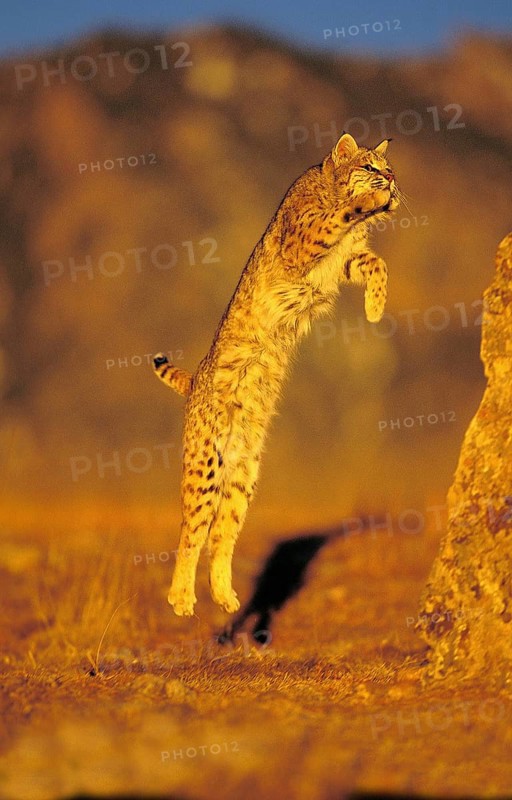 BOBCAT (lynx rufus), ADULT LEAPING ON ROCK, CANADA