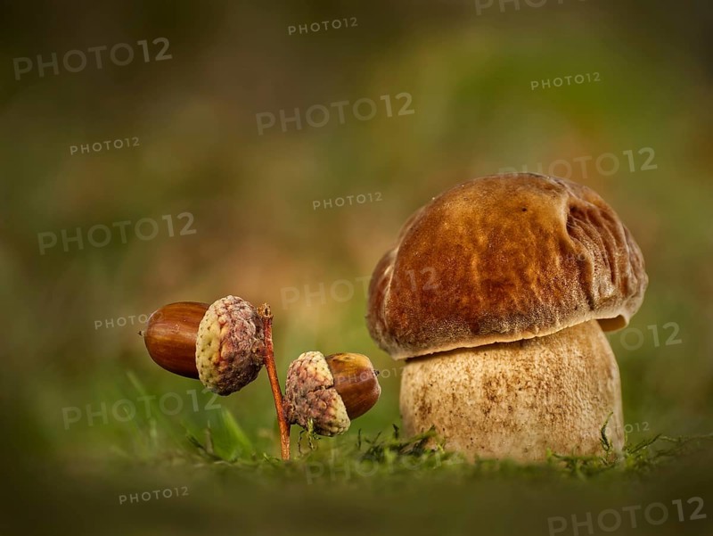 King bolete (Boletus edulis), with acorns on mossy ground, Rhineland-Palatinate, Germany, Europe