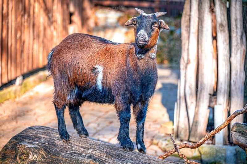 Goat, domestic goat (Capra aegagrus hircus) in its enclosure in the sunshine, Eisenberg, Thuringia, Germany, Europe
