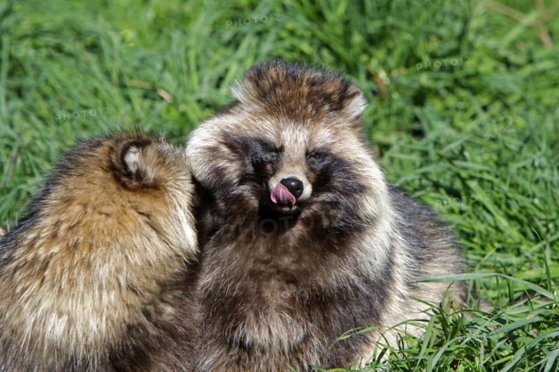 Tanuki