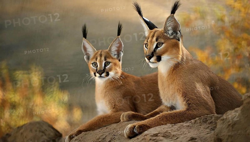 AI generated, animal, animals, mammal, mammals, biotope, habitat, two, female, young, foraging, wildlife, Africa, South Africa, Asia, Central Asia, steppes, cat, cats, predator, caracal, desert lynx, caracal caracal), lie on rocks and watch, Africa