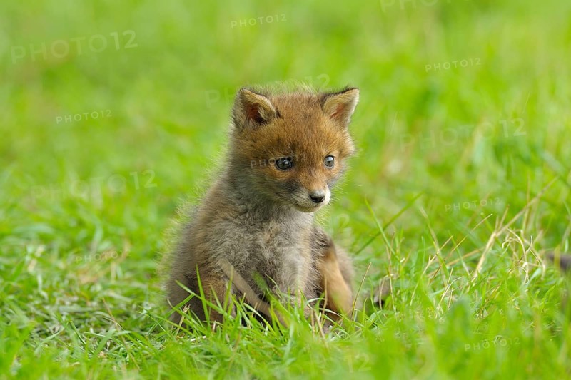 Fox cub, Vulpes vulpes, Germany, Europe
