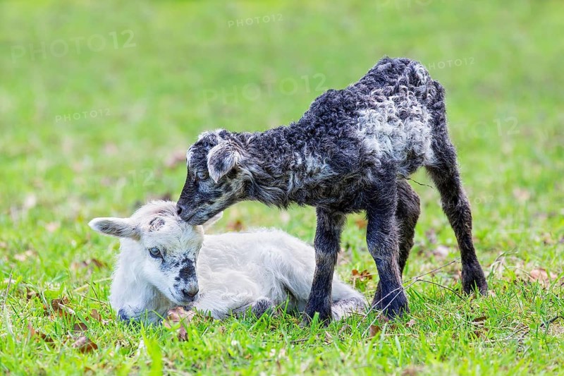 Two newborn black and white lambs together in green pasture during spring season
