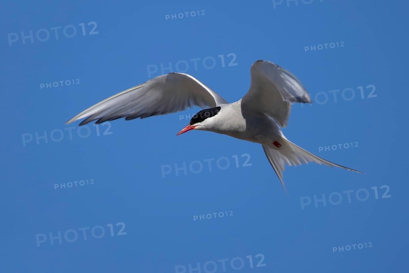 Arctic tern