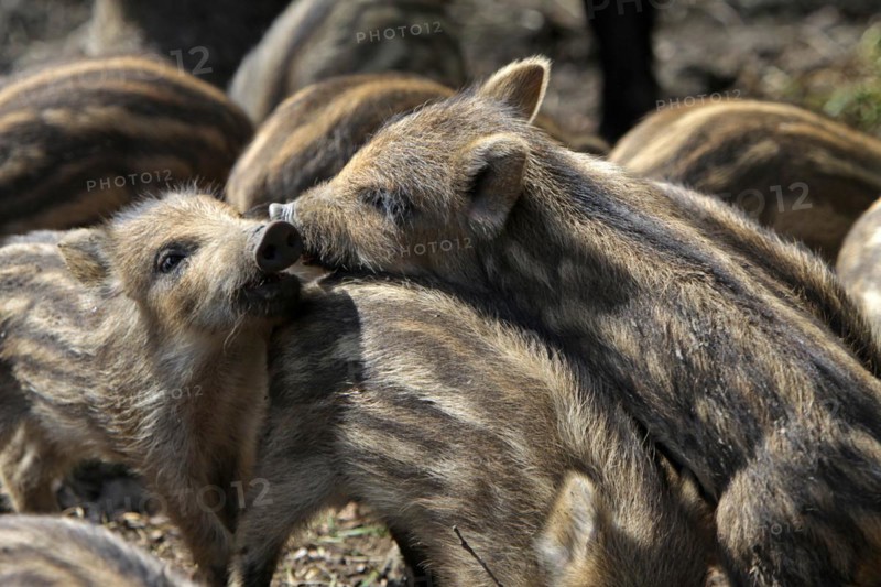 Wild boar Fresh boar