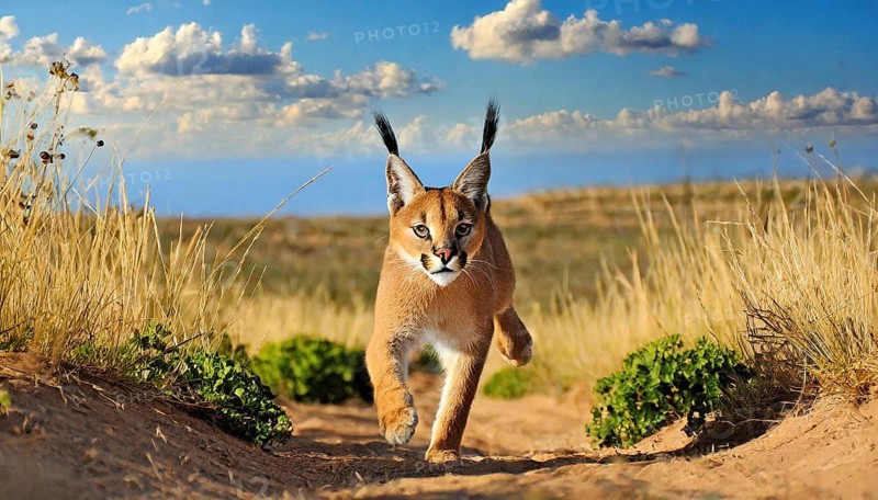 AI generated, animal, animals, mammal, mammals, biotope, habitat, one, individual, foraging, wildlife, Africa, South Africa, Asia, Central Asia, steppes, cat, cats, predator, caracal, desert lynx, caracal caracal), joie de vivre, jumps, hunting, Africa