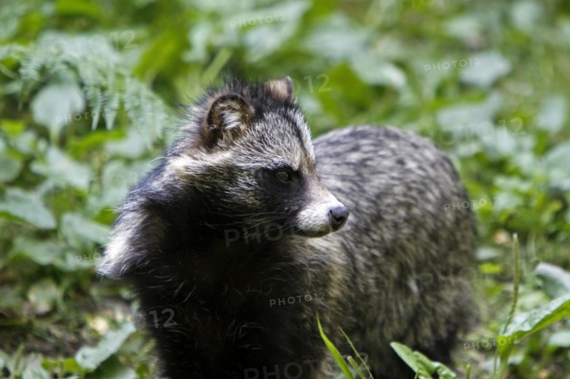 Tanuki