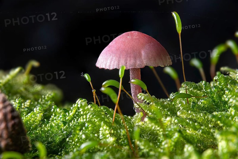 Small Amethyst Deceiver in the moss on the forest floor against a dark background