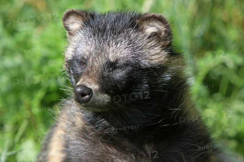 Tanuki