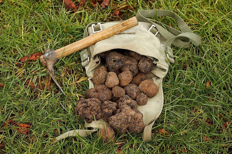 Black truffle (tuber melanosporum), Perigord truffle, Perigord truffle, Perigord truffle, Black truffle, Black truffle, Mushrooms, Perigord truffle, Drome in the South east of France