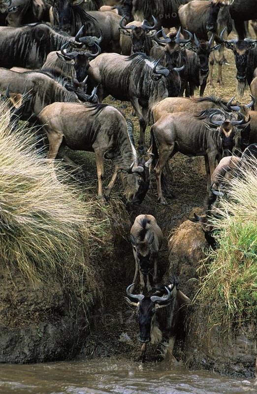 Blue Wildebeest (connochaetes taurinus), Herd crossing Mara River during Migration, Masai Mara Park in Kenya