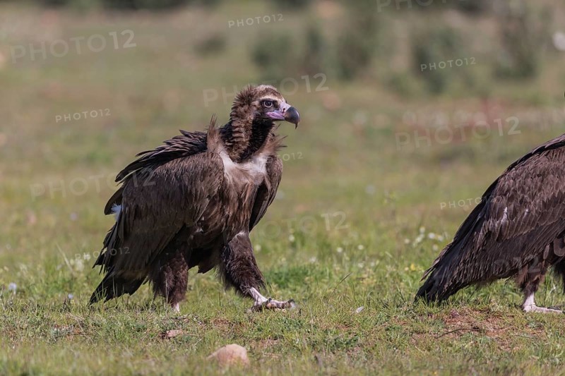 Cinerous vulture, Black vulture (Aegypius monachus), Spain, Europe