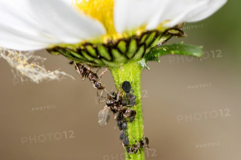 Lice and Ants on the stem of a flower