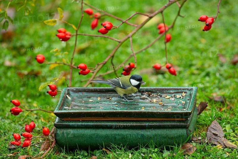 Great tit with food in beak in table with food in front of red rosehips sitting in green grass seeing right