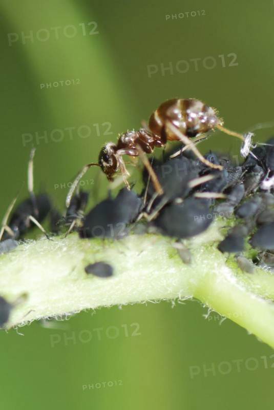 Ant and lice on a plant stem