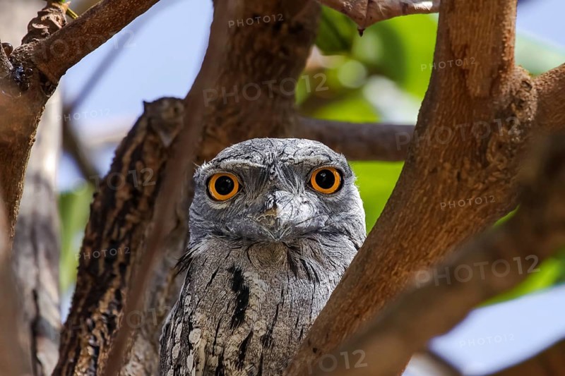 Portrait of a unique Tawny frogmouth in tropical tree, facing, Karumba, Queensland, Australia, Oceania