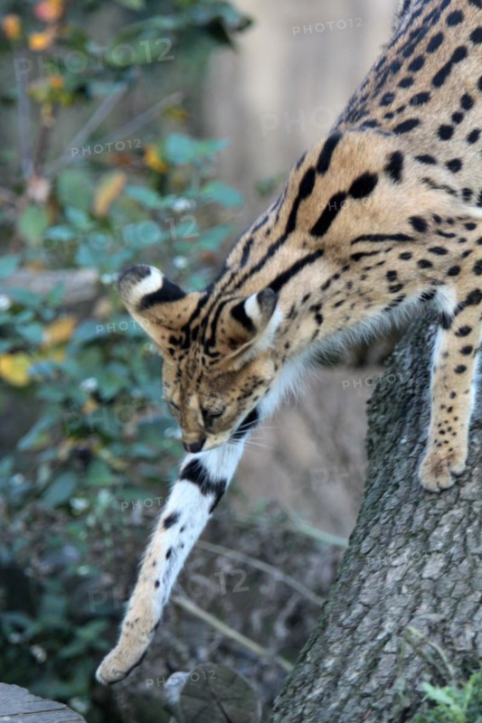 Serval