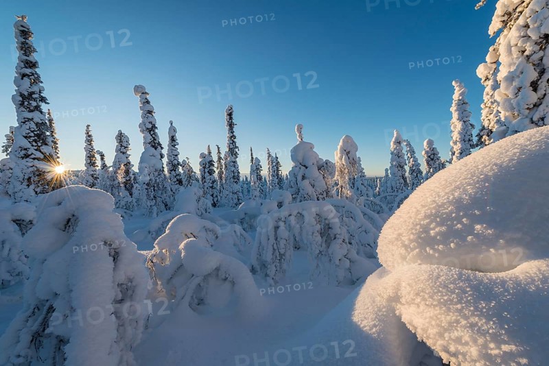 Snow-covered trees, Muddus National Park, Laponia World Heritage Site, Norrbotten, Lapland, Sweden, January 2013, Europe