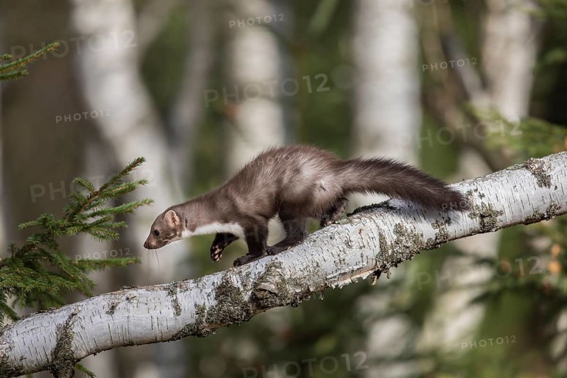 Stone marten, Martes foina, stone marten