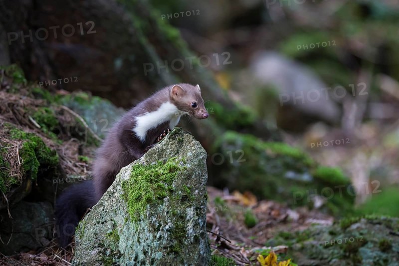 Steinmarder, Martes foina, white breasted marten
