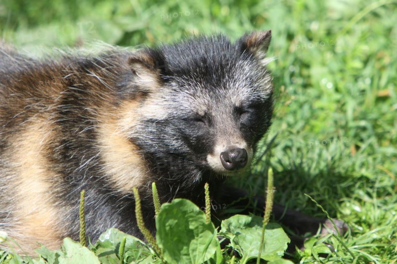 Tanuki