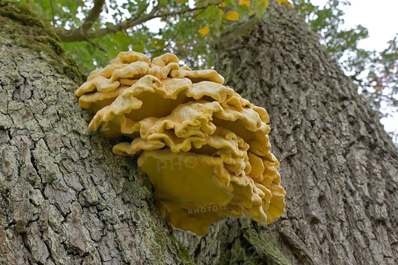 Common sulphur fungus (Laetiporus sulphureus), Schwäbisch Hall, Heilbronn-Franken, Baden-Württemberg, Germany, Europe