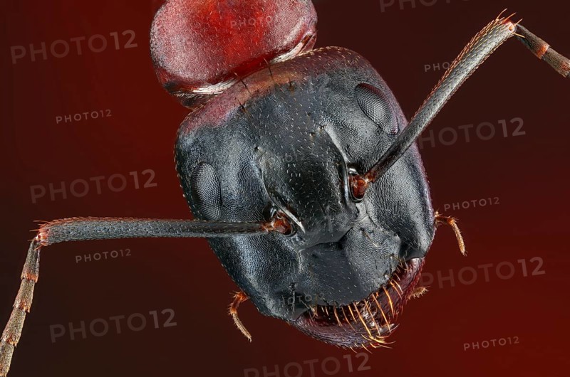Head of a brown-black horse ant (Camponotus) in dorsal view