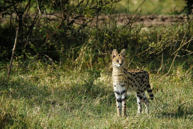 Serval (leptailurus serval), Adult, Masai Mara Park in Kenya