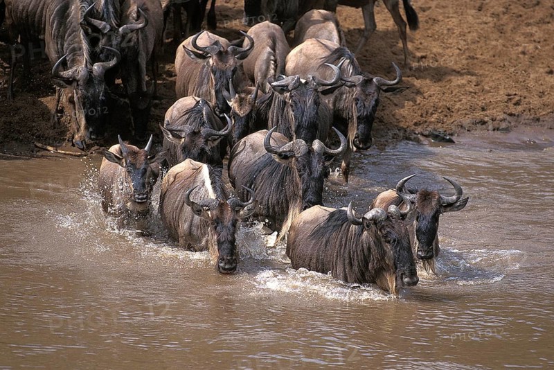 Blue Wildebeest (connochaetes taurinus), Herd crossing Mara River during Migration, Masai Mara Park in Kenya