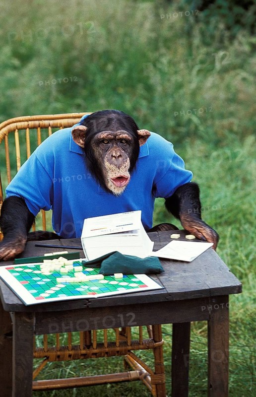 Chimpanzee (pan troglodytes), Trained Monkey playing Scrabble