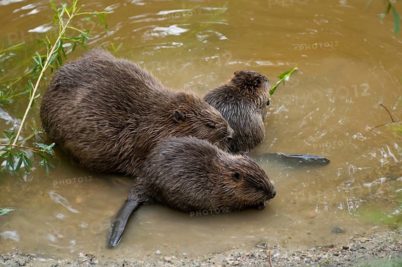 European beaver (Castor fiber) and young, Rosenheim, Bavaria, Germany, Europe