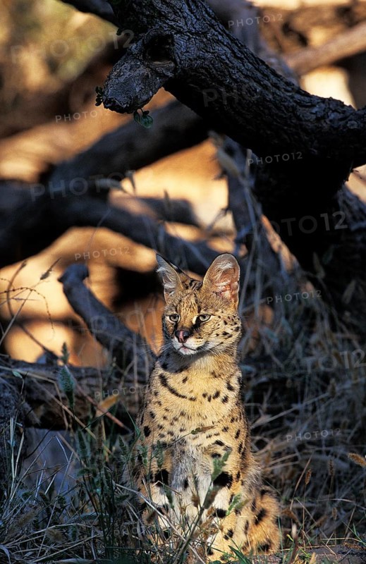 Serval (leptailurus serval)