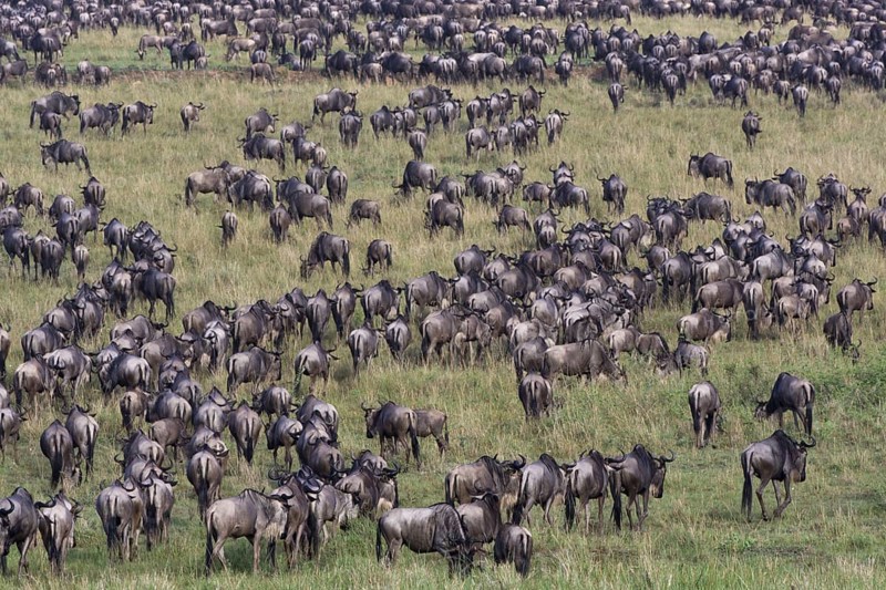 White-bearded wildebeest, Maasai Mara Game Reserve (Connochaetes taurinus albojubatus), wildebeest, wildebeest herd, Kenya, Africa