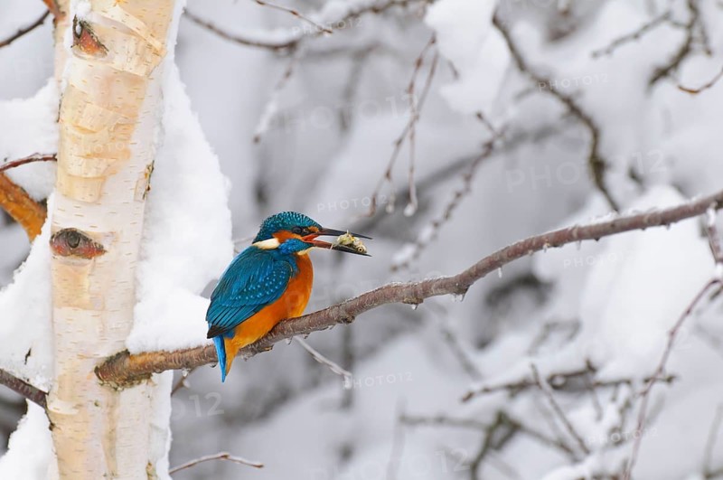 Common kingfisher with fish (Alcedo atthis) Lower Saxony, Germany, Europe