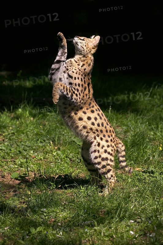 Serval (leptailurus serval), adult chasing bird