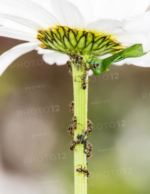 Lice and Ants on the stem of a flower